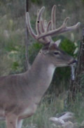 Big buck on Berniard Ranch, Junction, TX.
