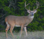 Trophy white-tailed deer hunting in the Texas Hill Country.